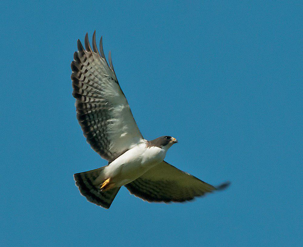 短尾鵟 / Short-tailed Hawk / Buteo brachyurus