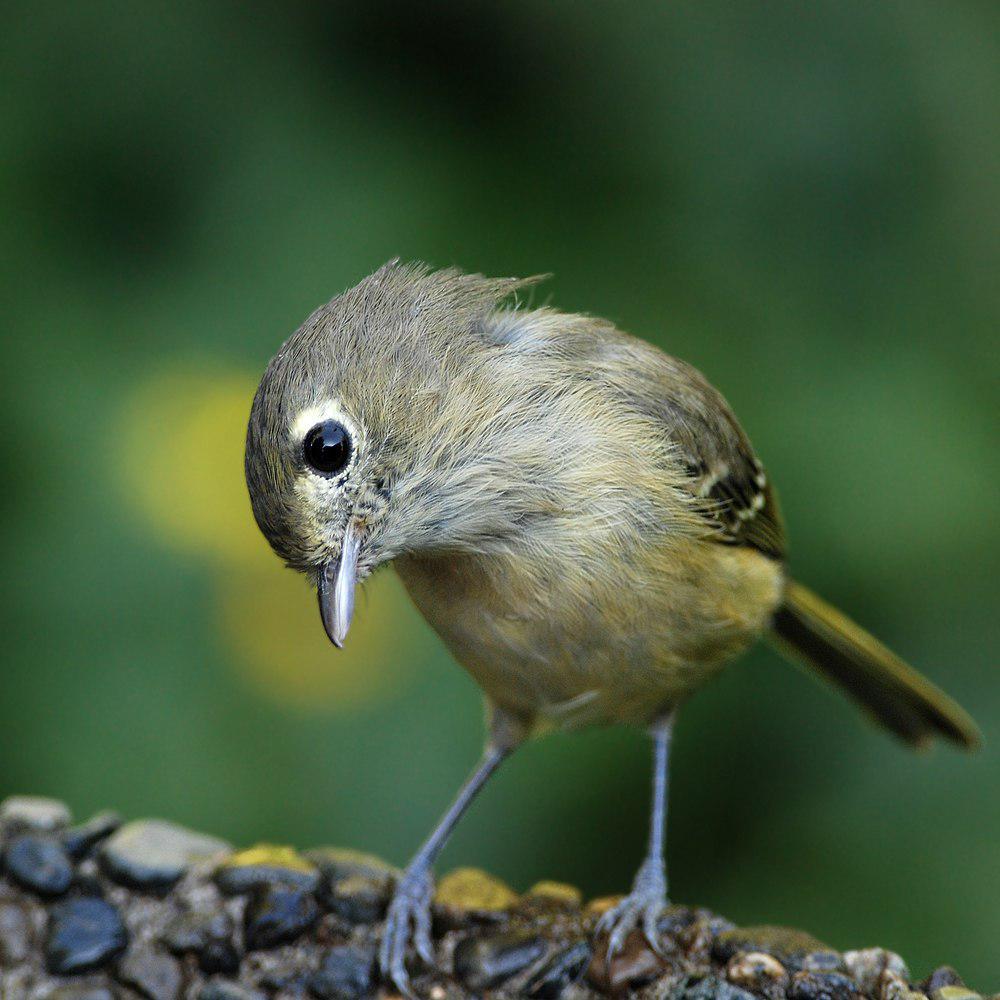 郝氏莺雀 / Hutton\'s Vireo / Vireo huttoni