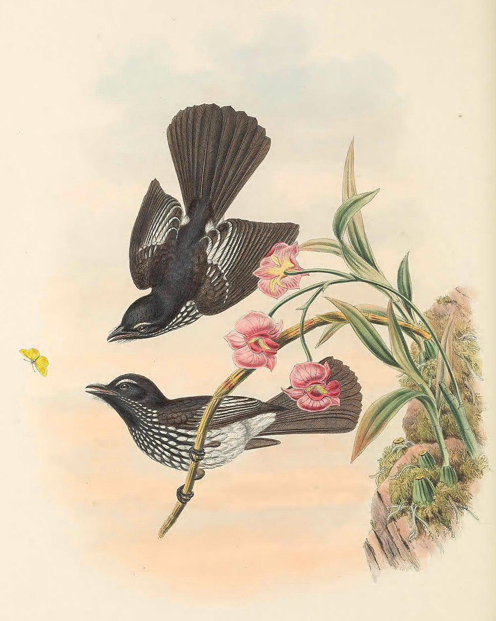 克氏扇尾鹟 / Cockerell\'s Fantail / Rhipidura cockerelli