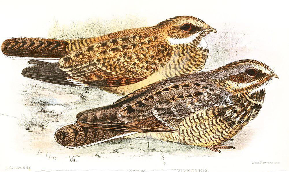 非洲白尾夜鹰 / Swamp Nightjar / Caprimulgus natalensis