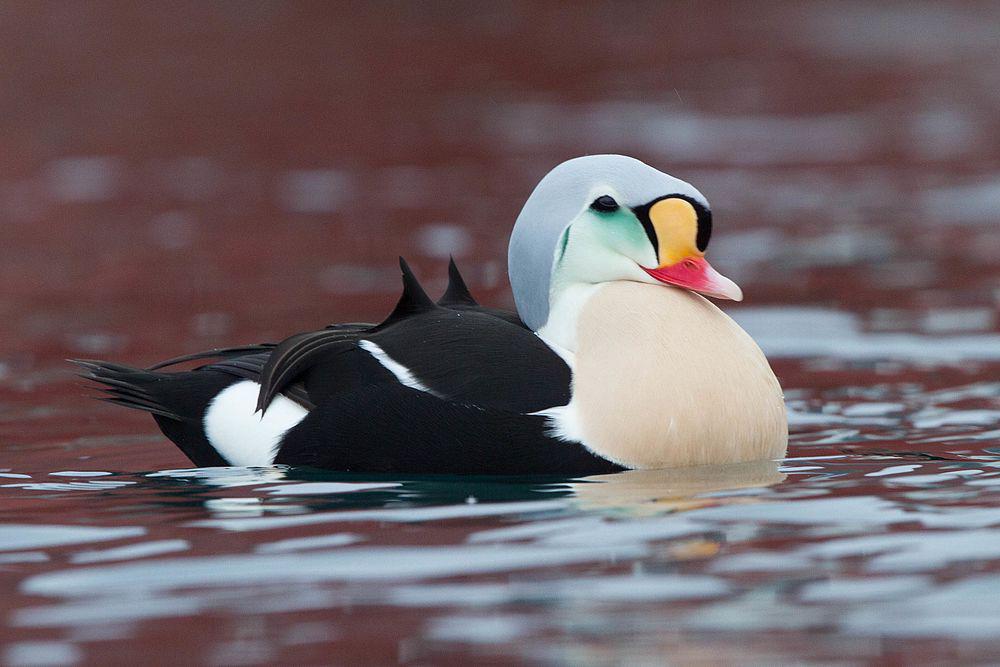 王绒鸭 / King Eider / Somateria spectabilis