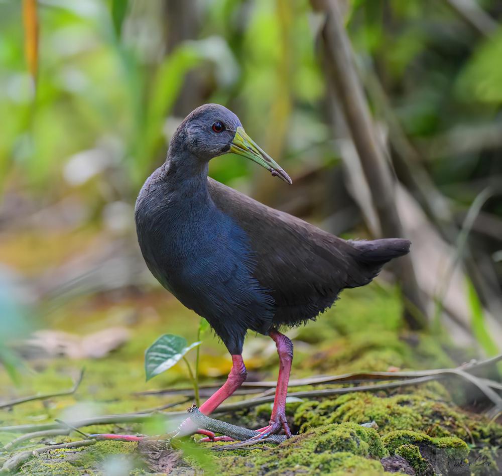 暗色秧鸡 / Blackish Rail / Pardirallus nigricans