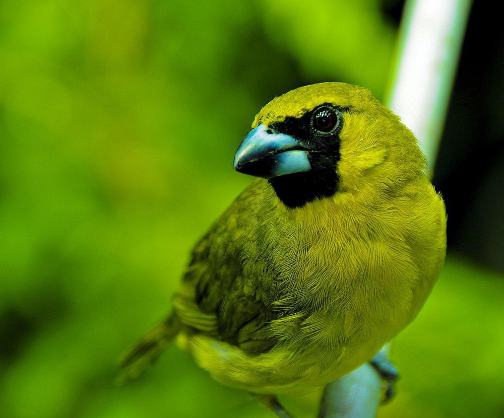 黄绿厚嘴雀 / Yellow-green Grosbeak / Caryothraustes canadensis