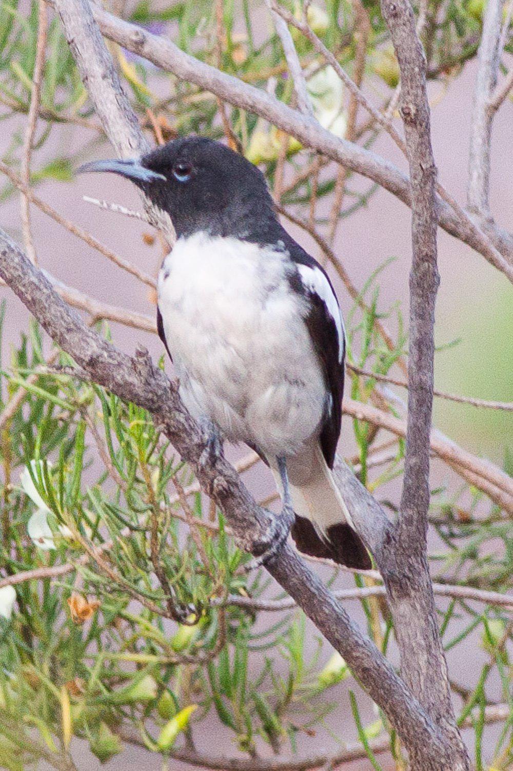 白肩黑吸蜜鸟 / Pied Honeyeater / Certhionyx variegatus