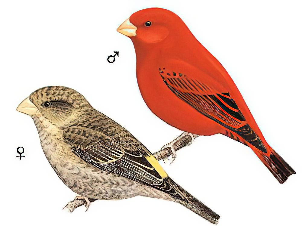 血雀 / Scarlet Finch / Carpodacus sipahi