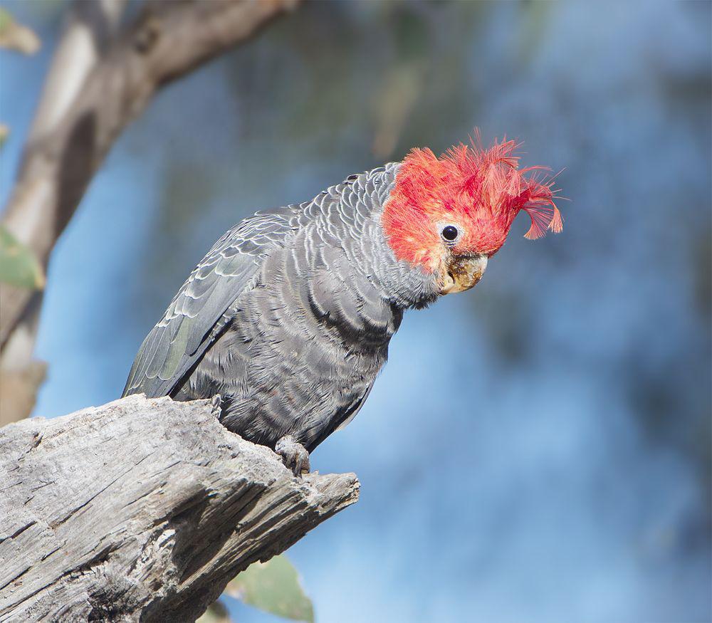 红冠灰凤头鹦鹉 / Gang-gang Cockatoo / Callocephalon fimbriatum