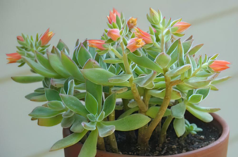 锦晃星Echeveria pulvinata