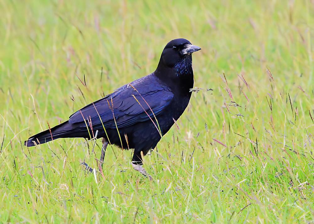 海角鸦 / Cape Crow / Corvus capensis