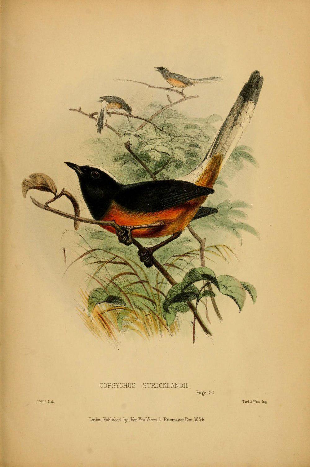 白顶鹊鸲 / White-crowned Shama / Copsychus stricklandii