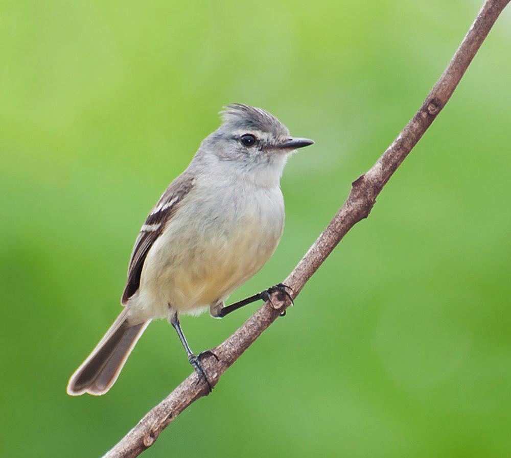 白冠姬霸鹟 / White-crested Tyrannulet / Serpophaga subcristata