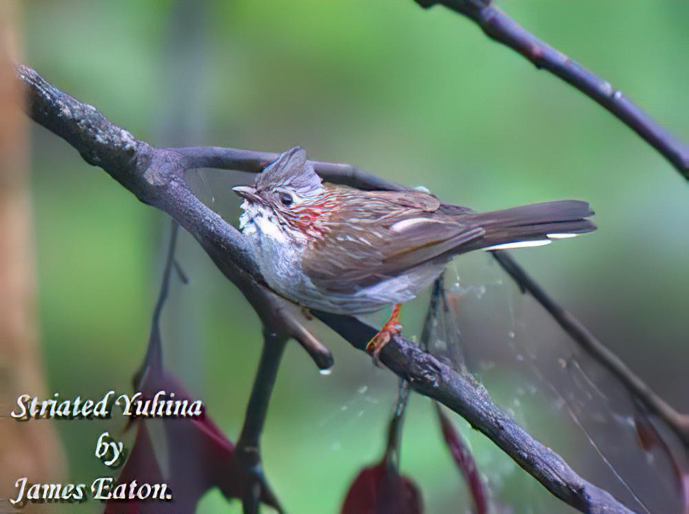 栗颈凤鹛 / Indochinese Yuhina / Staphida torqueola