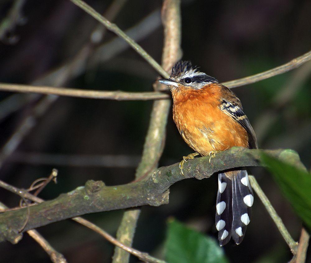 赤褐蚁鸟 / Ferruginous Antbird / Drymophila ferruginea