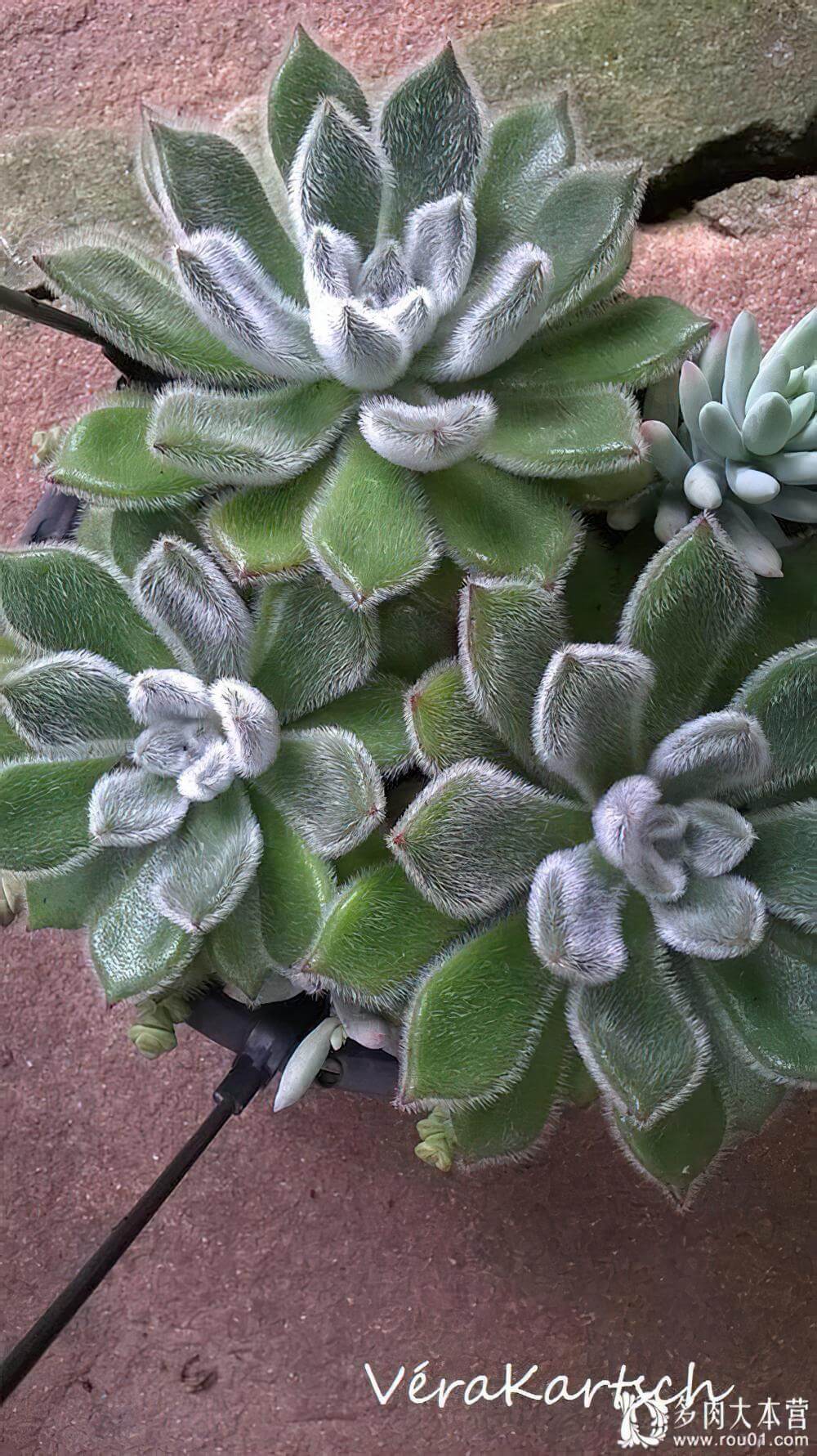 锦司晃 Echeveria setosaHybrid