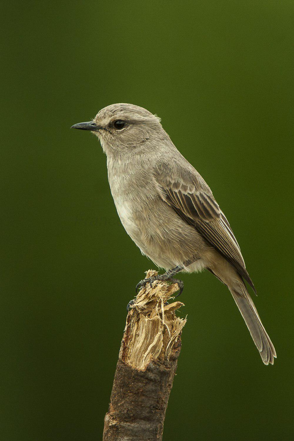 苍色鹟 / Pale Flycatcher / Melaenornis pallidus