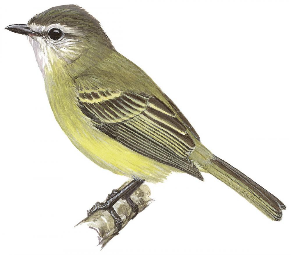 央葛斯小霸鹟 / Yungas Tyrannulet / Phyllomyias weedeni