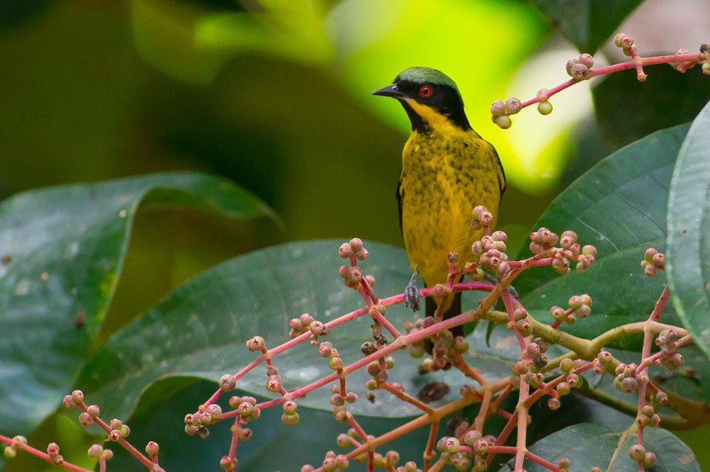 黄腹锥嘴雀 / Yellow-bellied Dacnis / Dacnis flaviventer