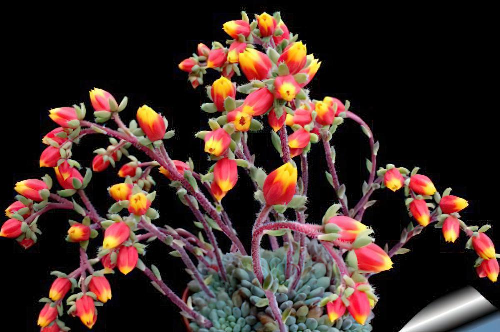 小蓝衣 Echeveria setosa v.deminuta