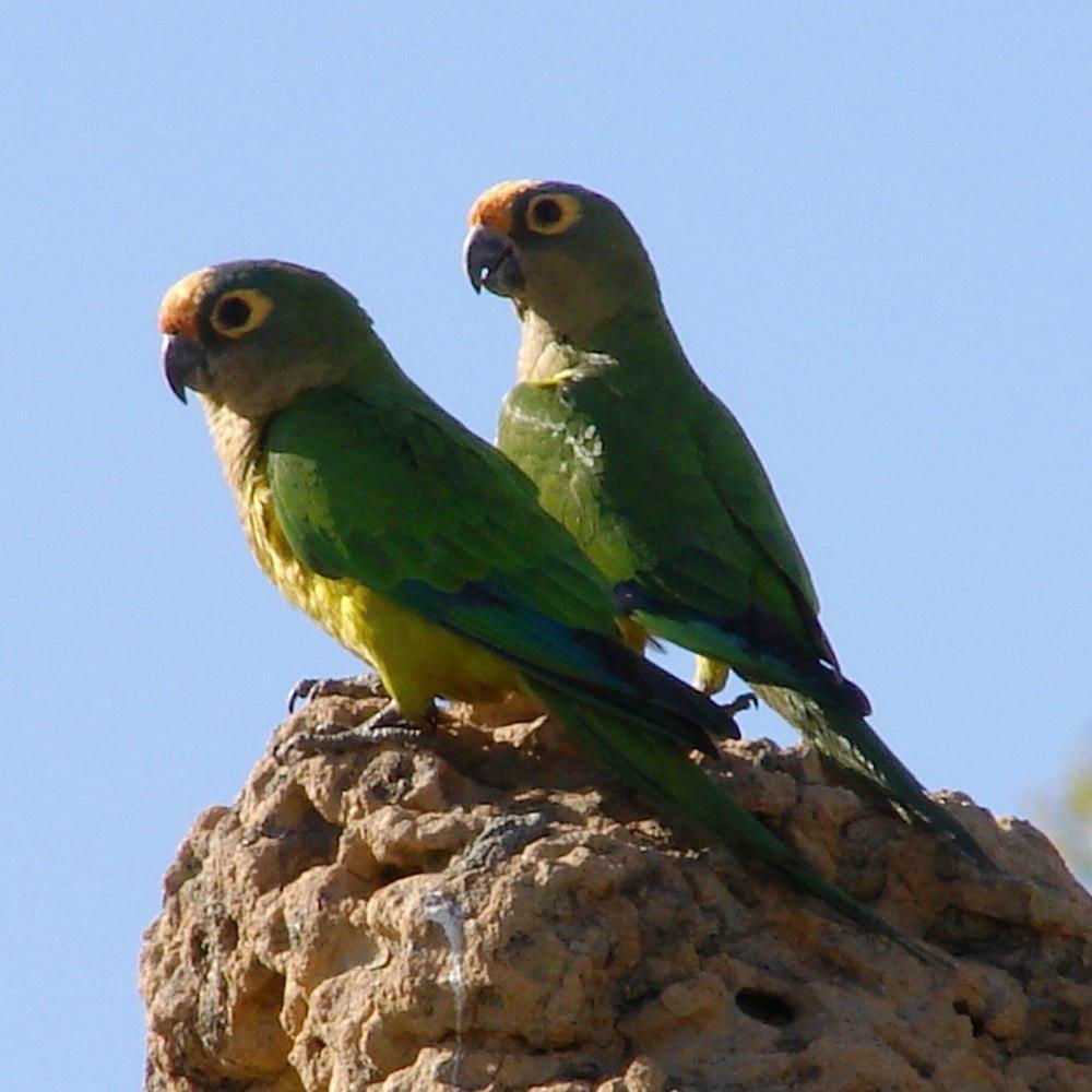 粉额鹦哥 / Peach-fronted Parakeet / Eupsittula aurea