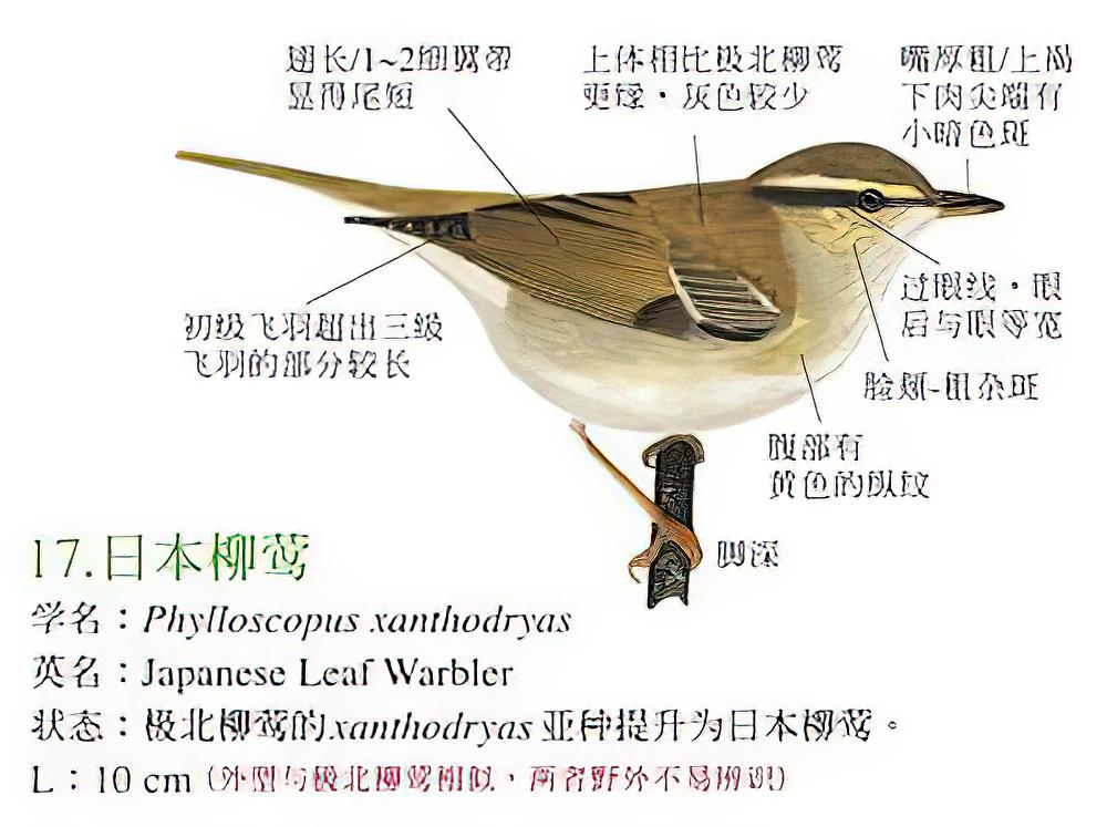 日本柳莺 / Japanese Leaf Warbler / Phylloscopus xanthodryas