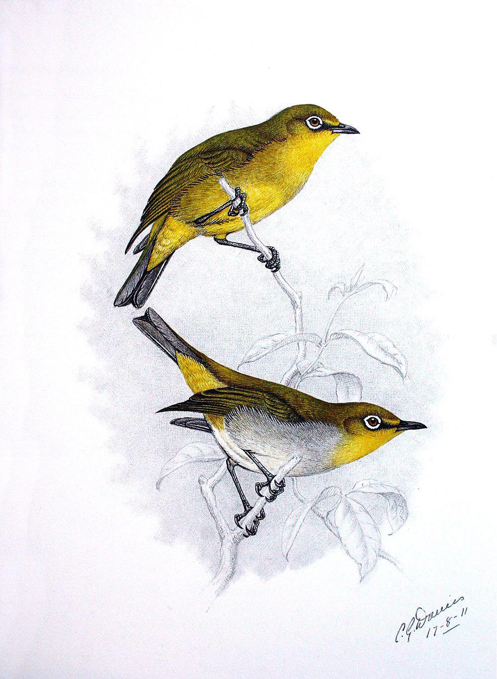 南非绣眼鸟 / Cape White-eye / Zosterops virens