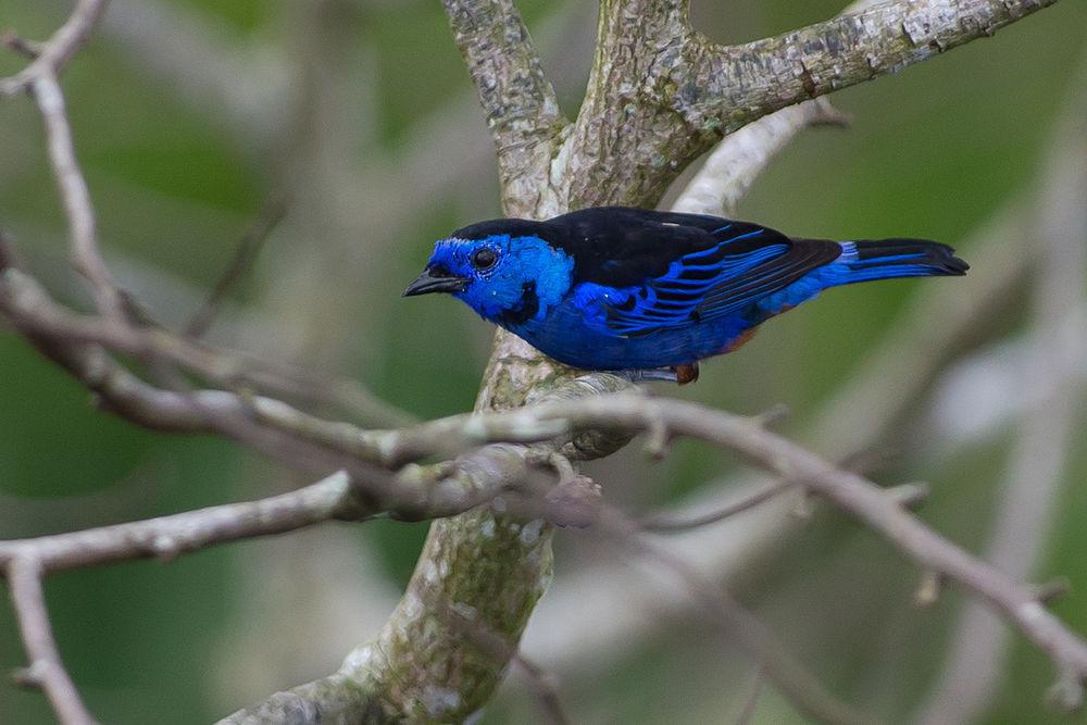 白腰唐加拉雀 / Opal-rumped Tanager / Tangara velia