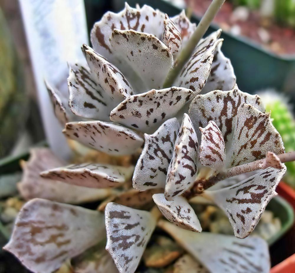 雀扇 Kalanchoe rhombopilosa