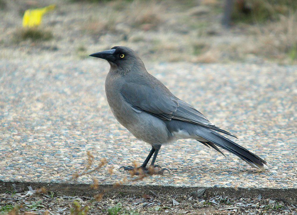 灰噪钟鹊 / Grey Currawong / Strepera versicolor