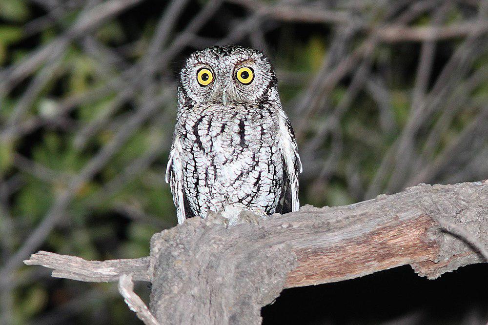 长耳须角鸮 / Whiskered Screech Owl / Megascops trichopsis