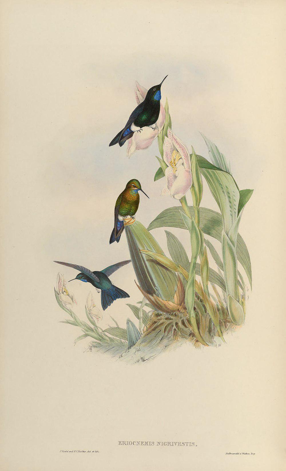 黑胸毛腿蜂鸟 / Black-breasted Puffleg / Eriocnemis nigrivestis