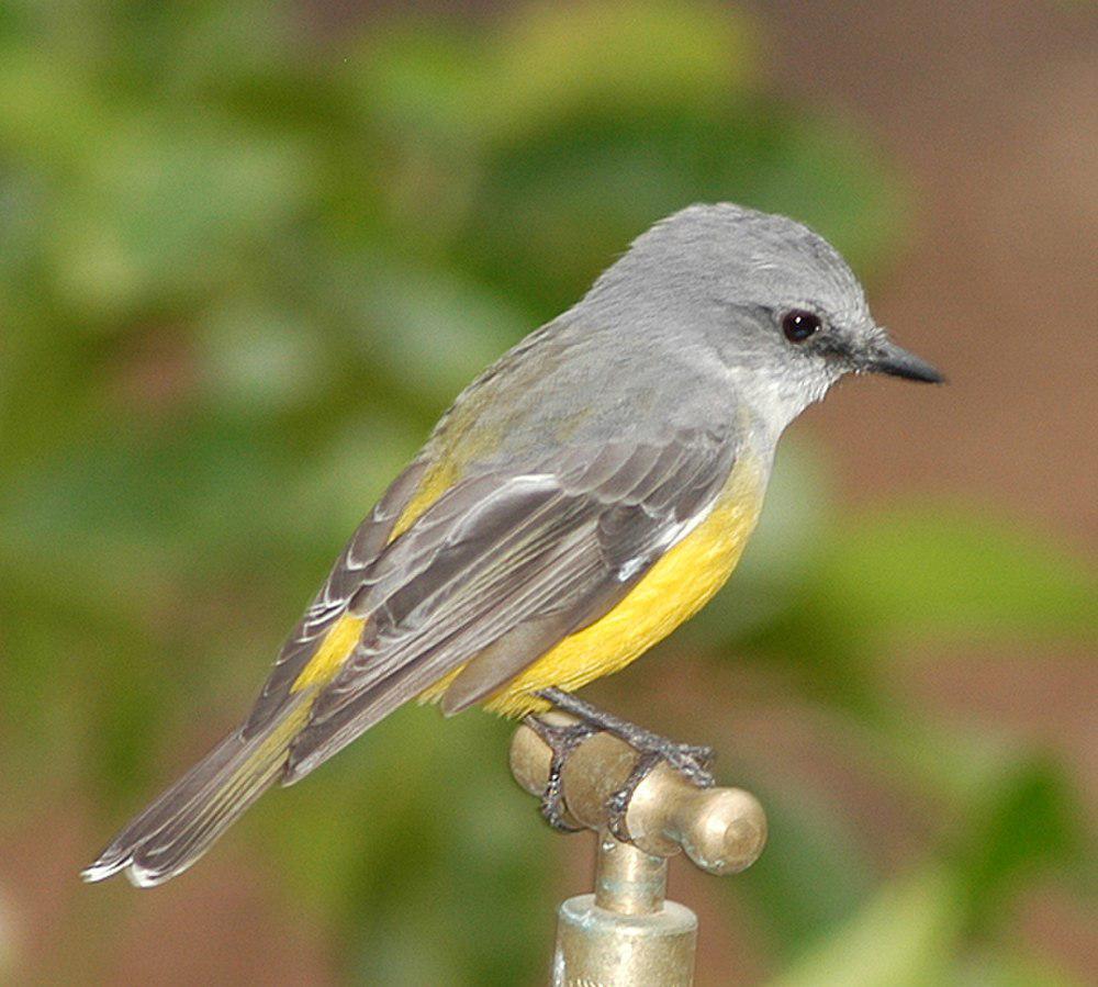 灰胸鸲鹟 / Western Yellow Robin / Eopsaltria griseogularis