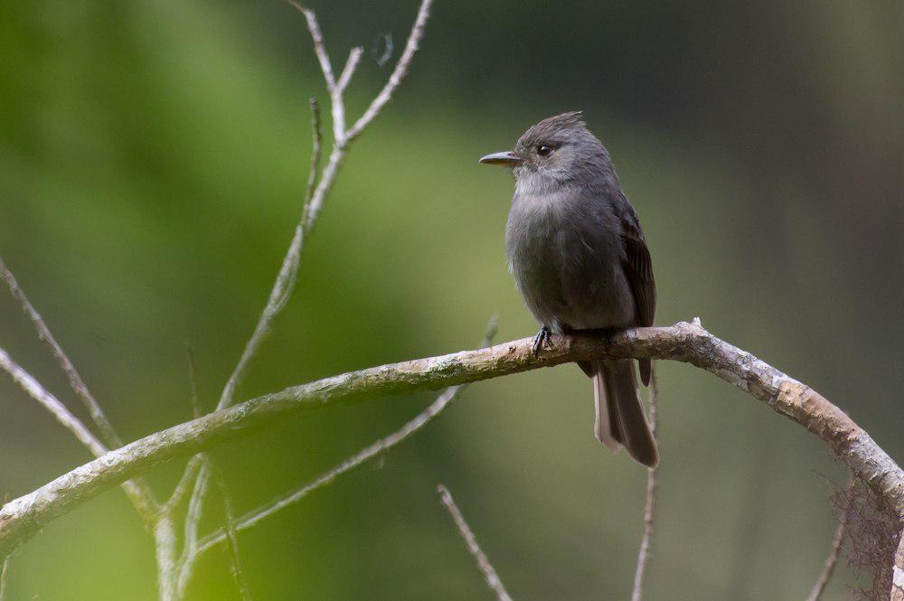 烟色绿霸鹟 / Smoke-colored Pewee / Contopus fumigatus