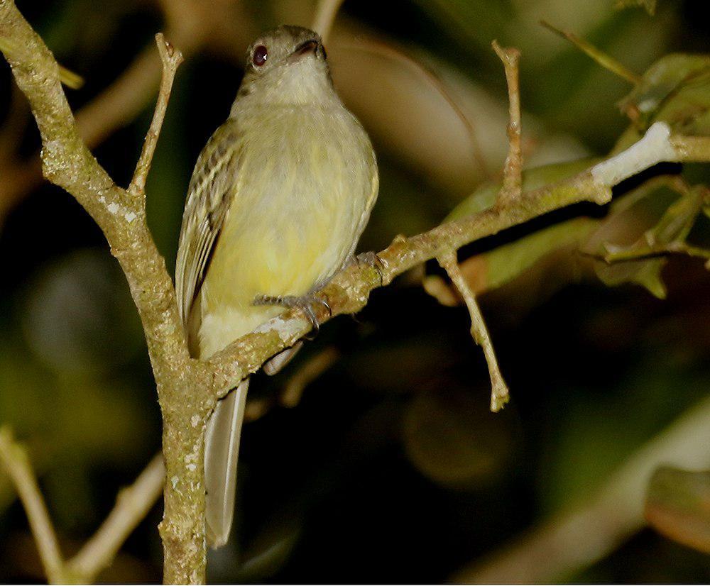 黄顶伊拉鹟 / Yellow-crowned Elaenia / Myiopagis flavivertex