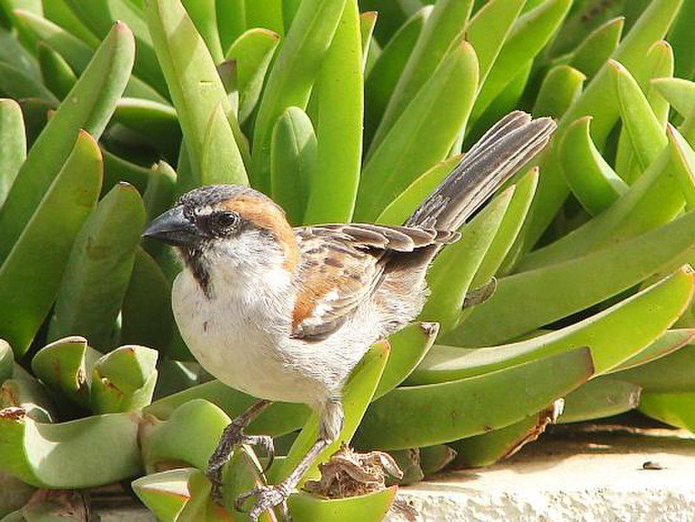 棕背麻雀 / Iago Sparrow / Passer iagoensis