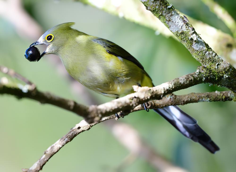 长尾丝鹟 / Long-tailed Silky-flycatcher / Ptiliogonys caudatus