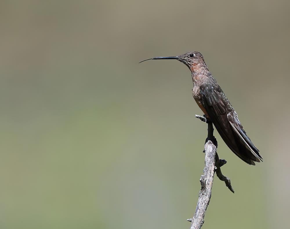巨蜂鸟 / Giant Hummingbird / Patagona gigas
