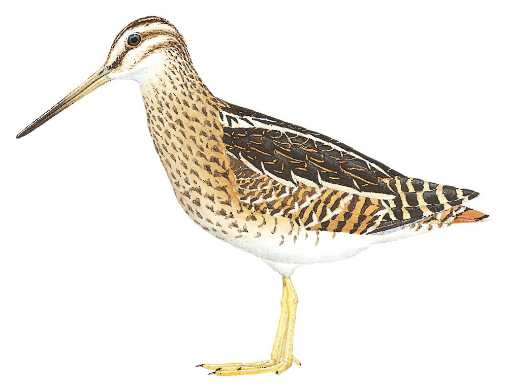 山沙锥 / Puna Snipe / Gallinago andina