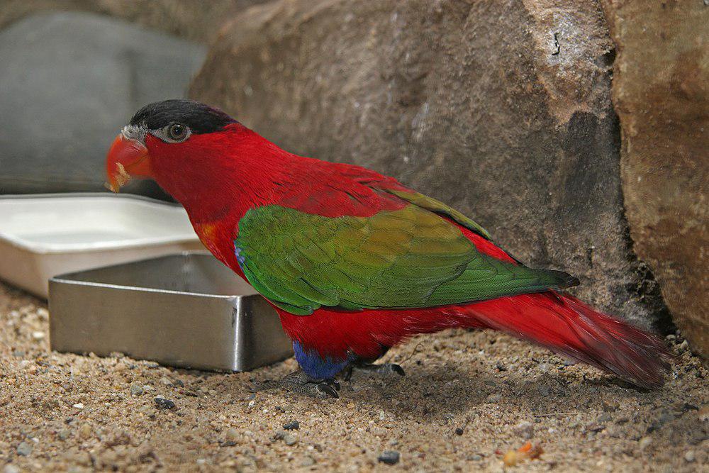 紫枕鹦鹉 / Purple-naped Lory / Lorius domicella