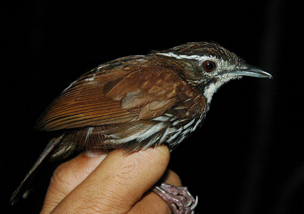 条纹地鹛 / Striated Wren-Babbler / Ptilocichla mindanensis