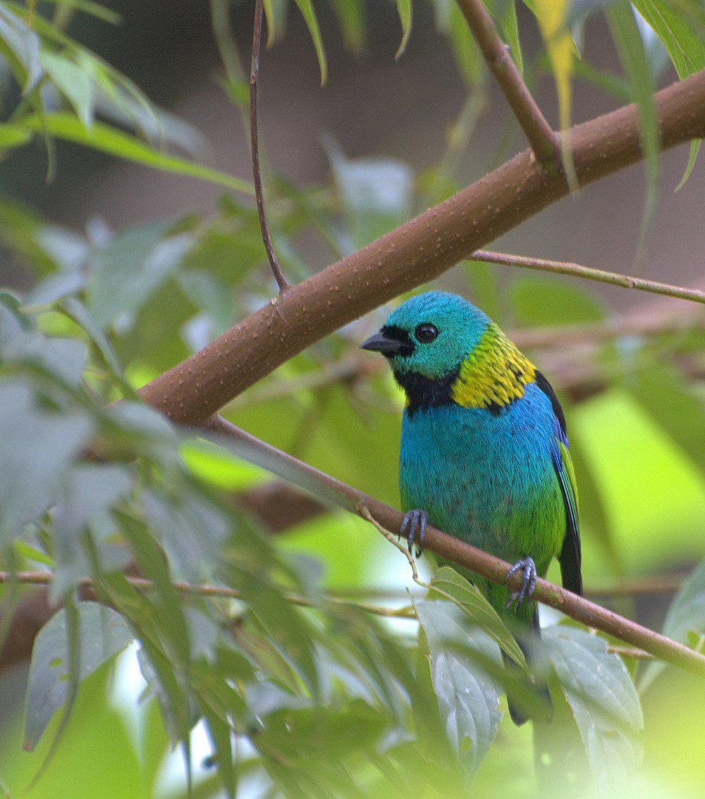 绿头唐加拉雀 / Green-headed Tanager / Tangara seledon