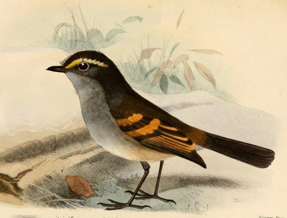 金眉唧霸鹟 / Golden-browed Chat-Tyrant / Silvicultrix pulchella