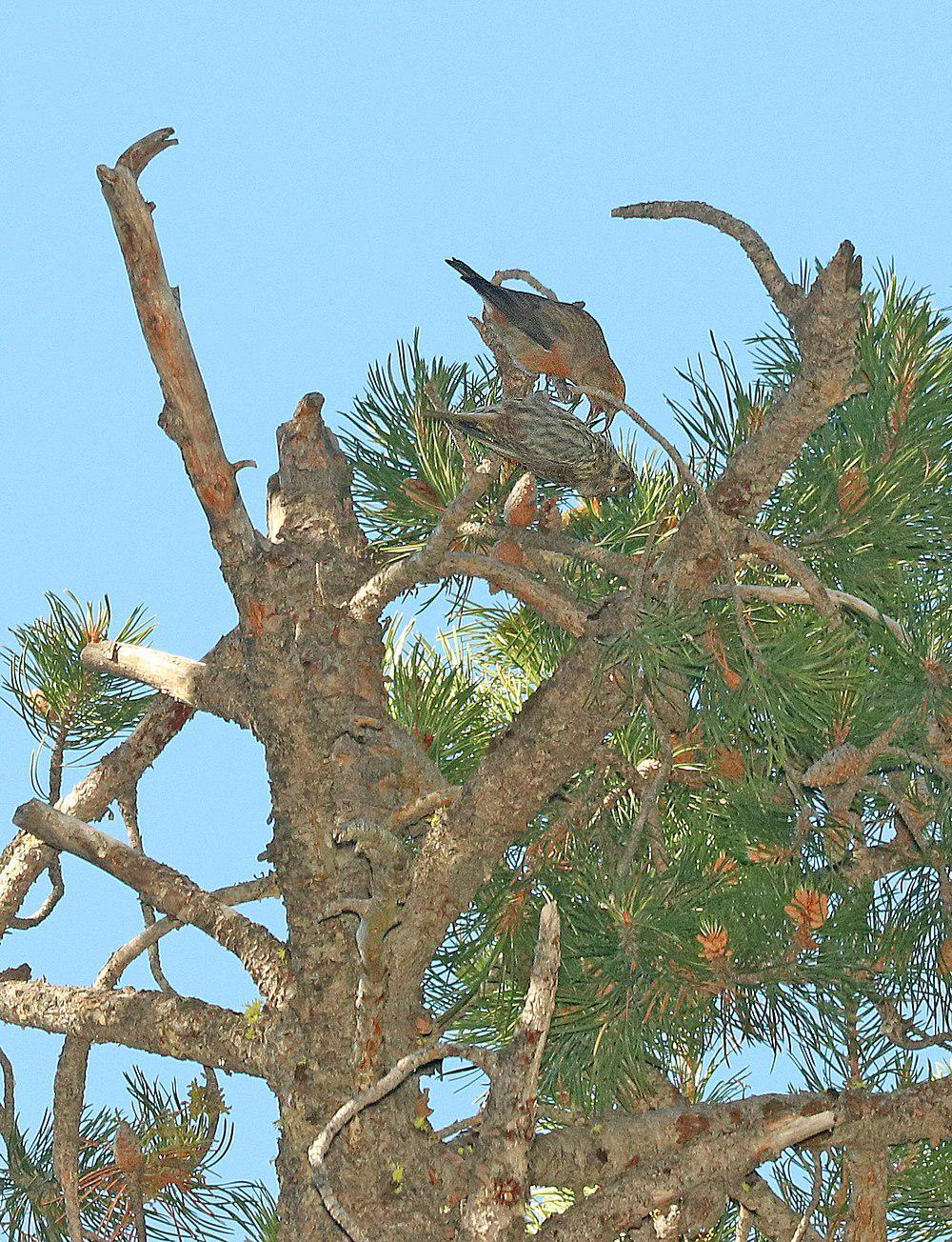 喀细亚交嘴雀 / Cassia Crossbill / Loxia sinesciuris