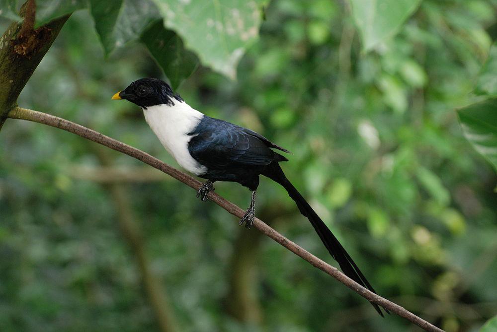 白颈鹊椋鸟 / White-necked Myna / Streptocitta albicollis