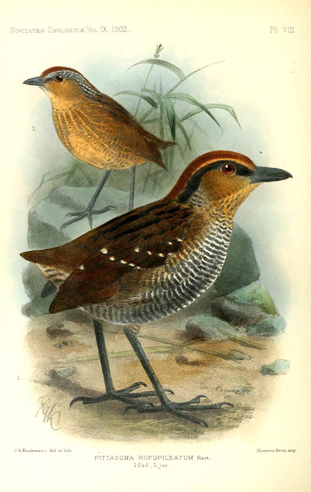 棕冠蚁鸫 / Rufous-crowned Antpitta / Pittasoma rufopileatum