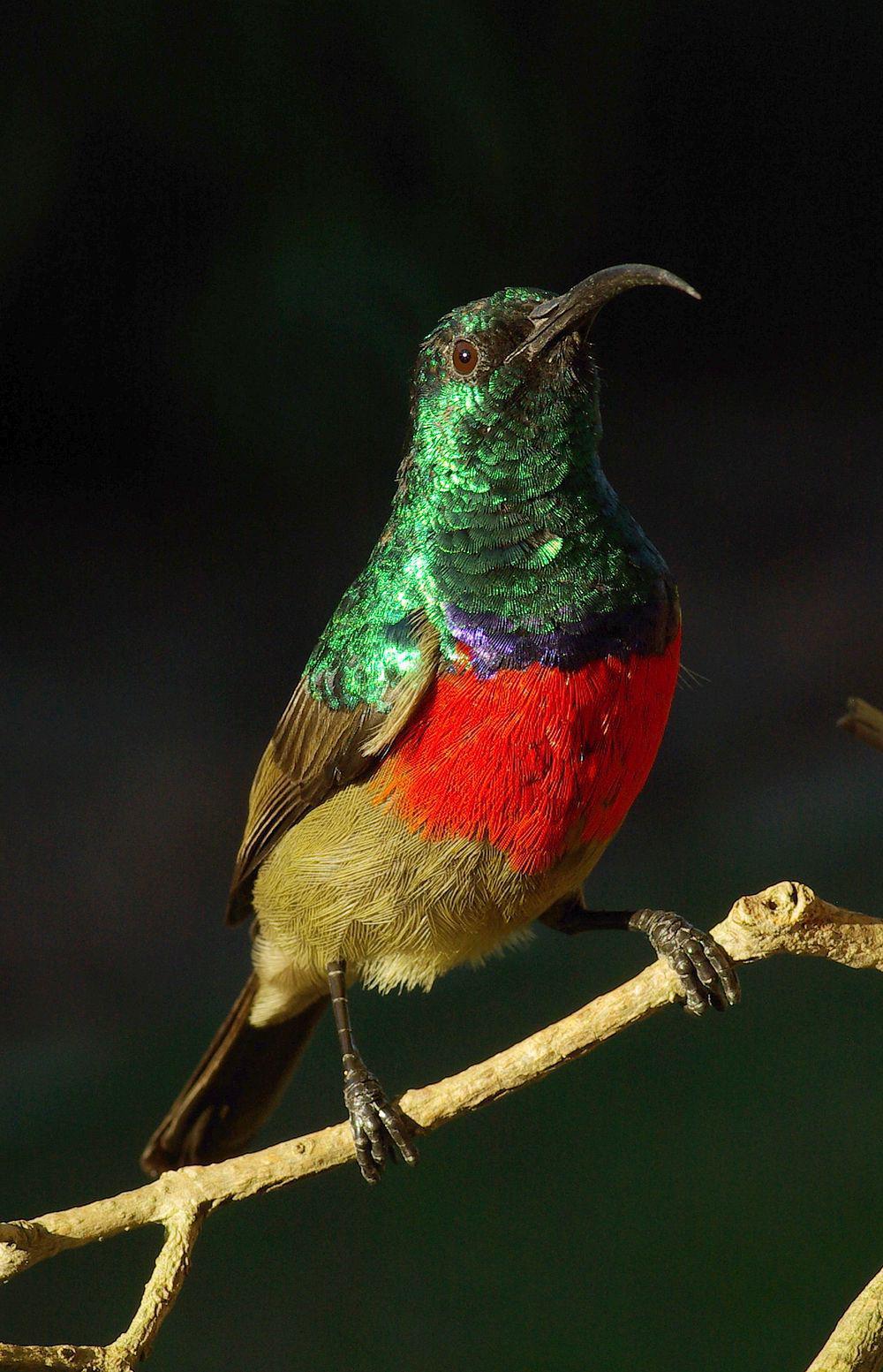 大双领花蜜鸟 / Greater Double-collared Sunbird / Cinnyris afer