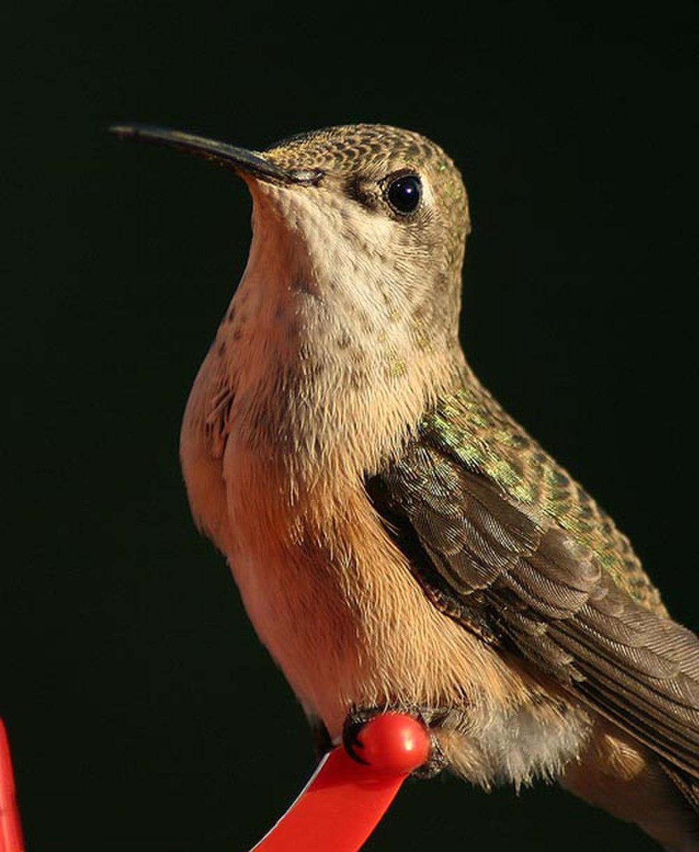 星蜂鸟 / Calliope Hummingbird / Selasphorus calliope