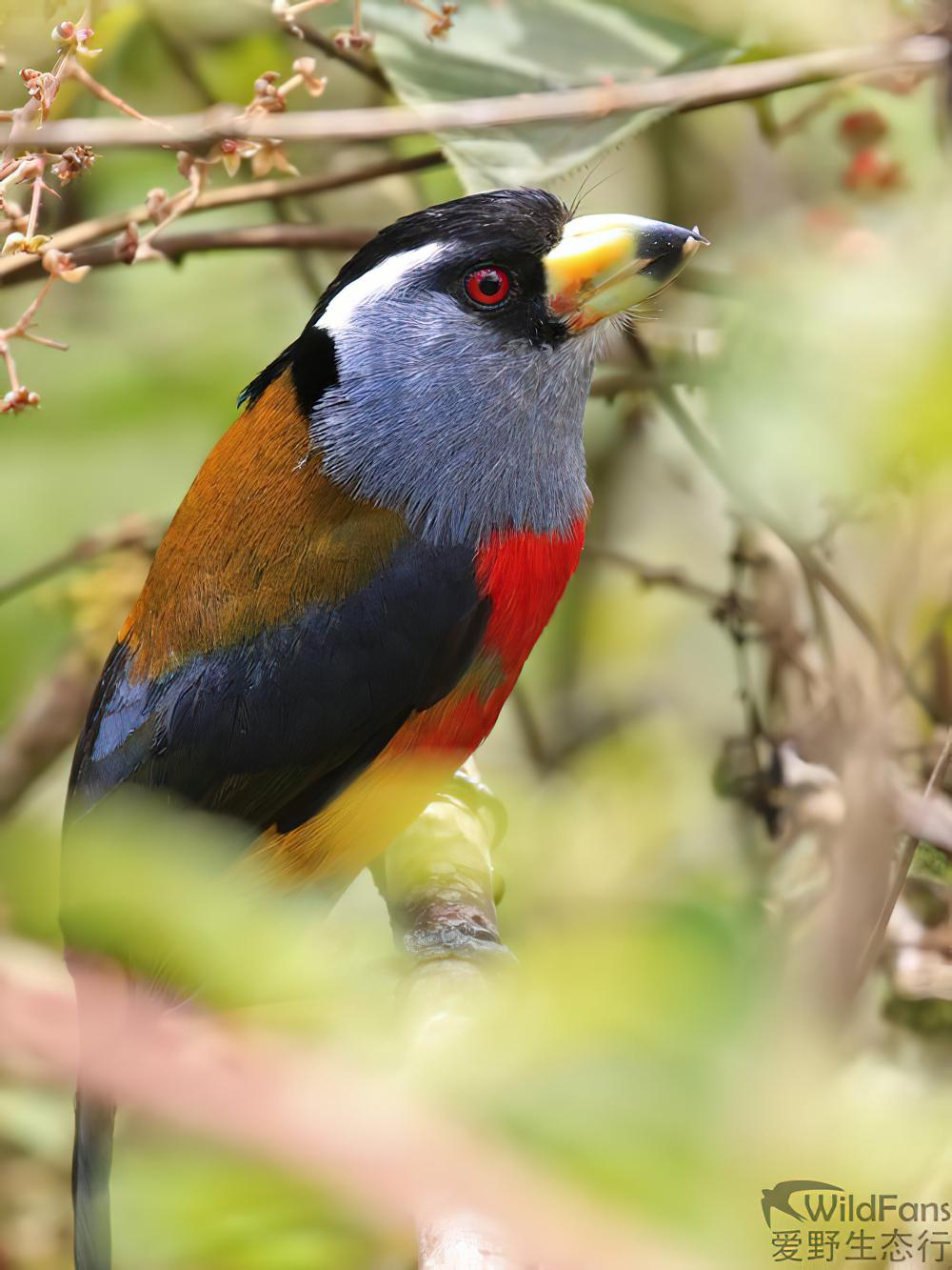 巨嘴拟䴕 / Toucan Barbet / Semnornis ramphastinus