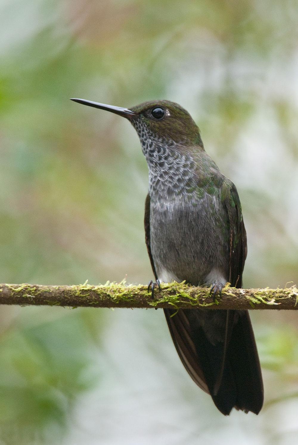 苍蓬腿蜂鸟 / Hoary Puffleg / Haplophaedia lugens