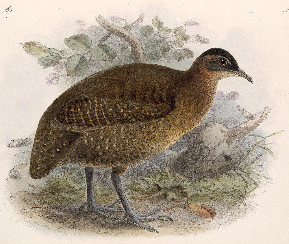 高原林䳍 / Highland Tinamou / Nothocercus bonapartei