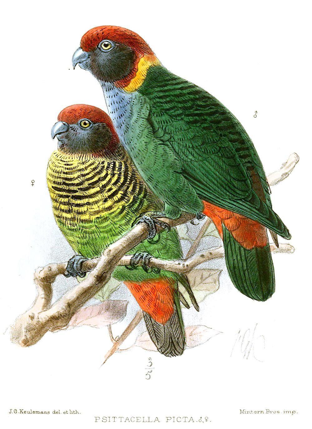 彩鹦鹉 / Painted Tiger Parrot / Psittacella picta