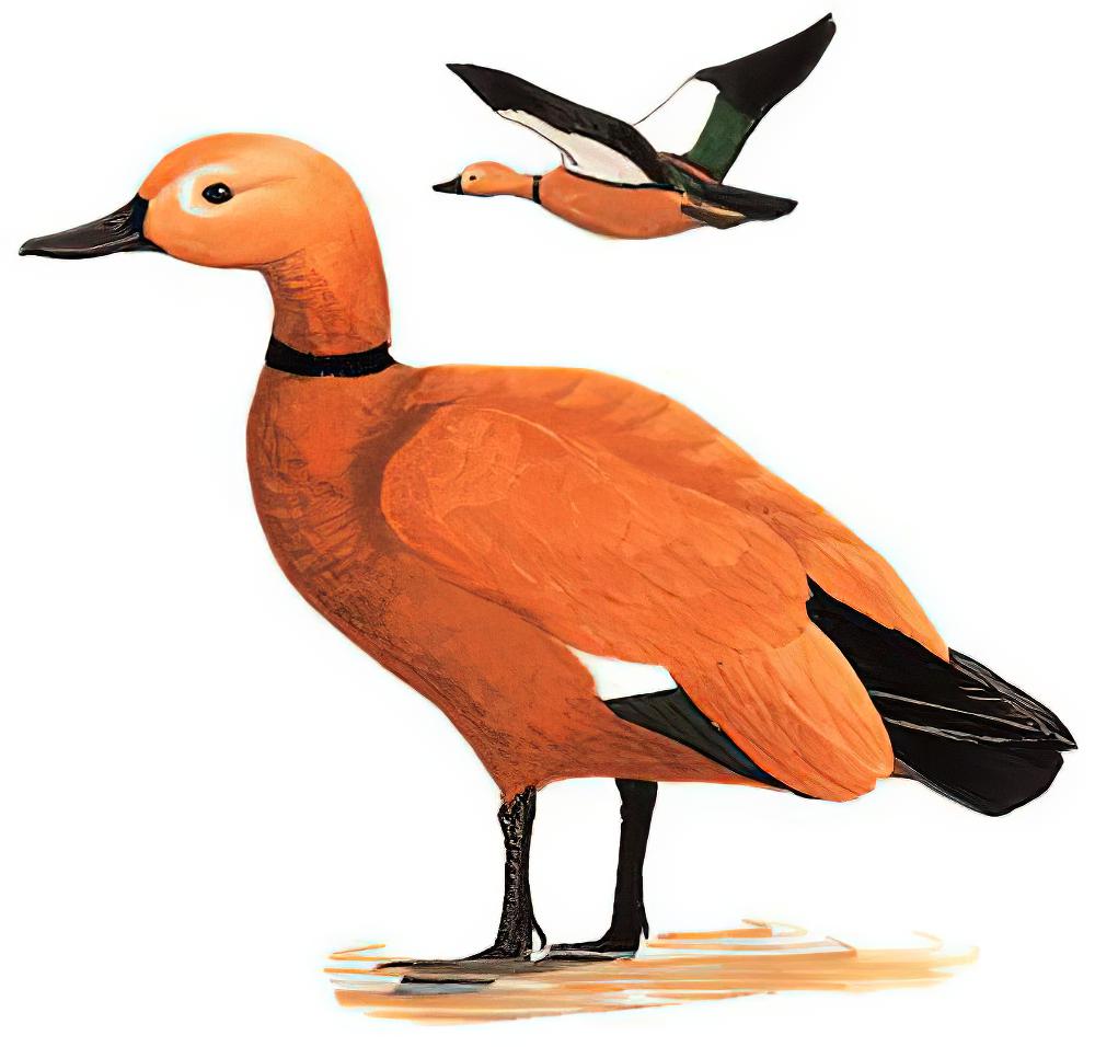 赤麻鸭 / Ruddy Shelduck / Tadorna ferruginea